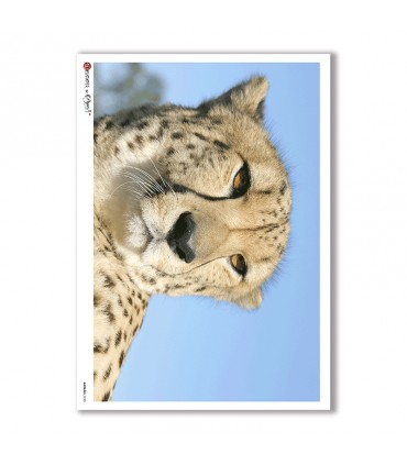 ANIMALS-0023. Carta di riso animali per decoupage.