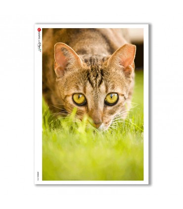 ANIMALS-0026. Papel de Arroz animales para decoupage.