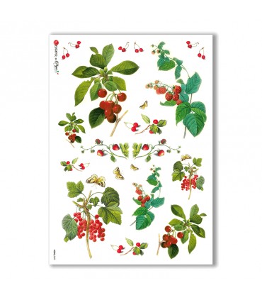 FOOD-0029. Carta di riso cucina per decoupage.