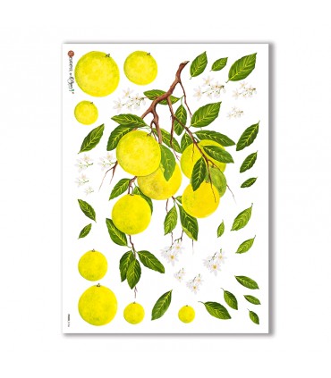 FOOD-0106. Carta di riso cucina per decoupage.