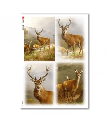 ANIMALS-0103. Animals Rice Paper for decoupage.