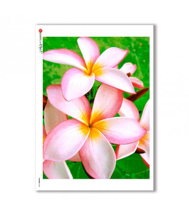 FLOWERS-0024. Carta di riso fiori per decoupage.